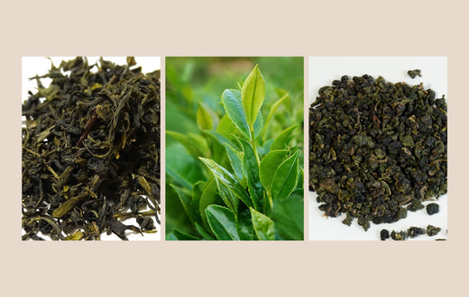 Trà ô long khác trà xanh như thế nào