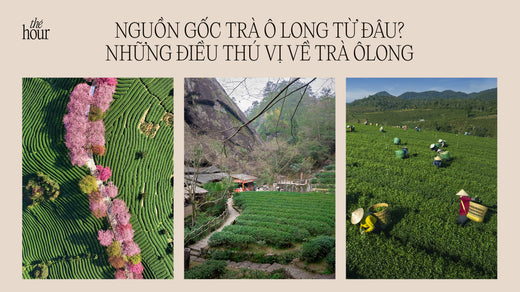 Nguồn gốc trà ô long từ đâu