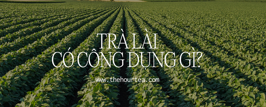 Trà hoa nhài công dụng gì? Có giúp giảm cân không?