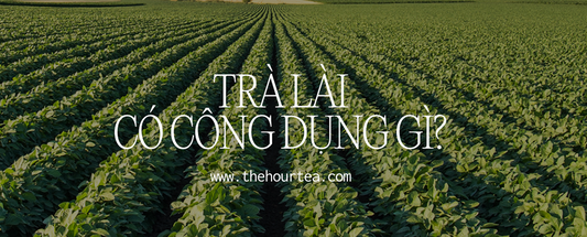 Trà hoa nhài công dụng gì? Có giúp giảm cân không?