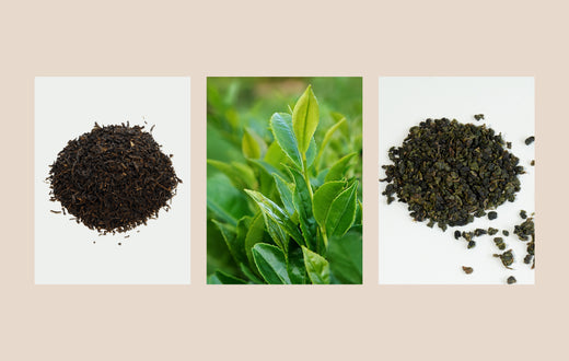 Trà đen và trà ô long khác nhau