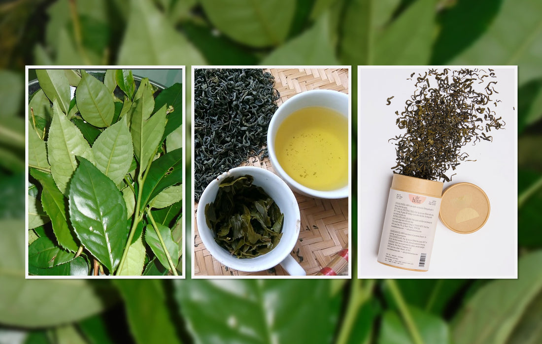Trà xanh tươi & trà xanh khô – Nên chọn loại nào?