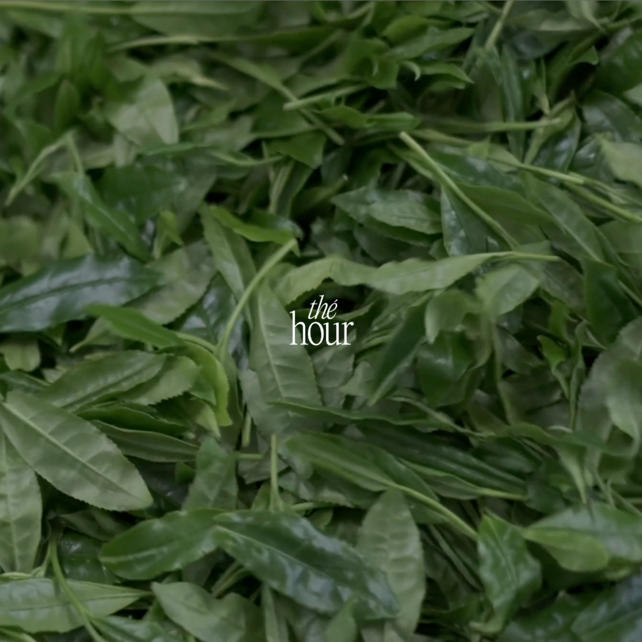 Trà Xanh Matcha Ceremonial Grade